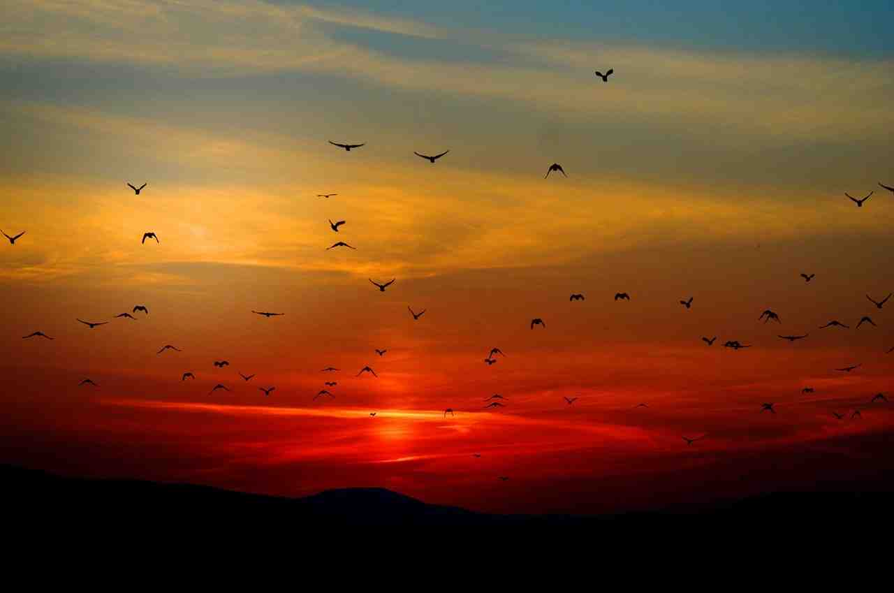 coucher de soleil, oiseaux, battant