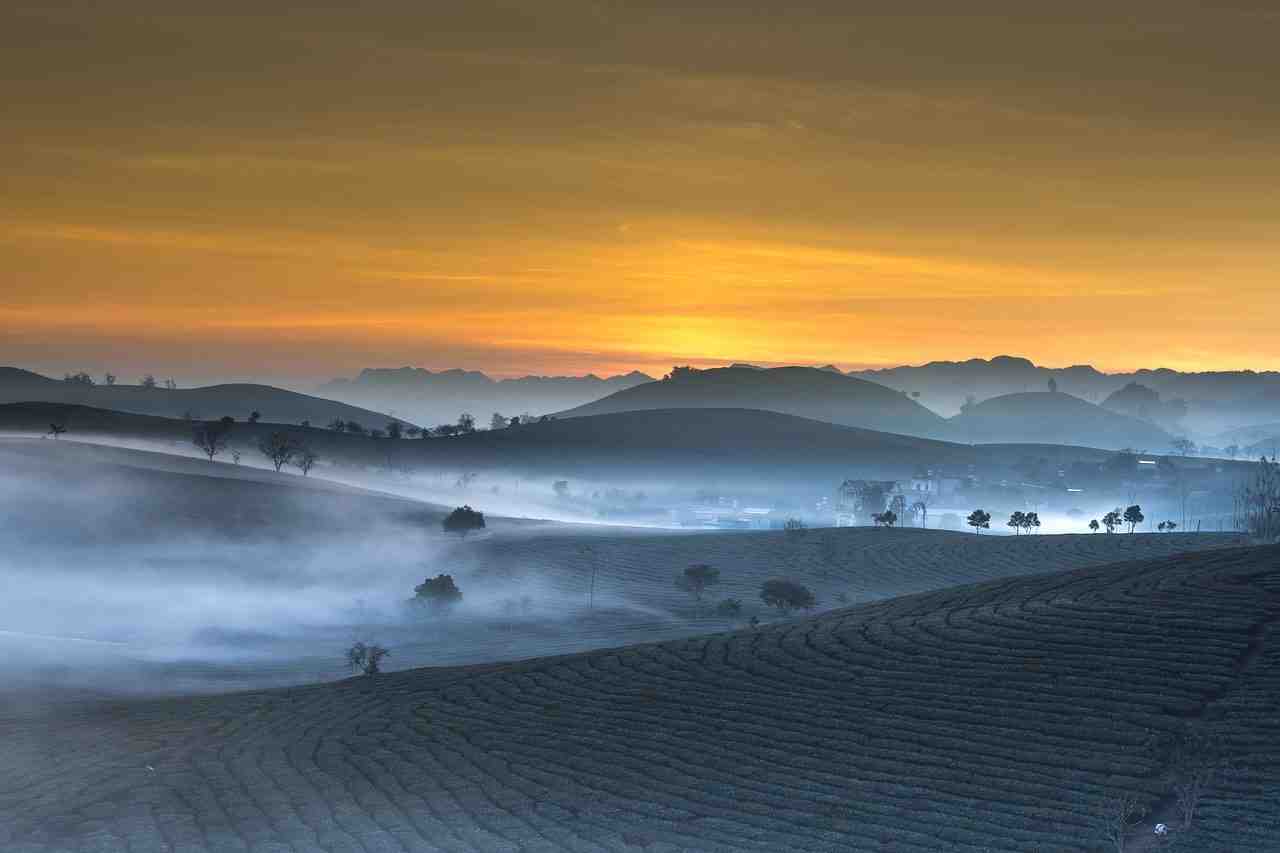 plantation de thé, paysage, vietnam